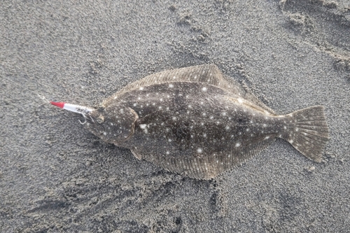 ソゲの釣果