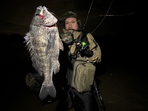 チヌの釣果