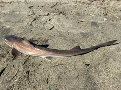 ホシザメの釣果