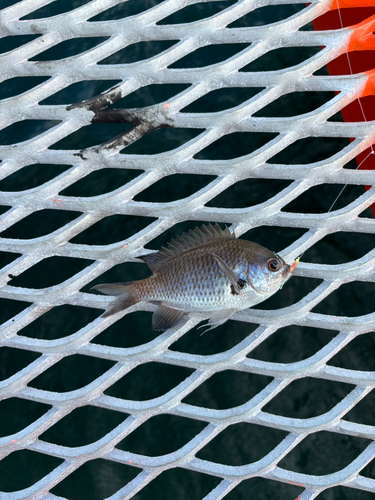 スズメダイの釣果