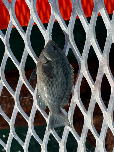 グレの釣果