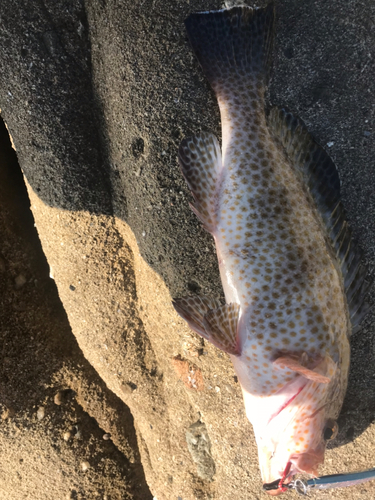 オオモンハタの釣果