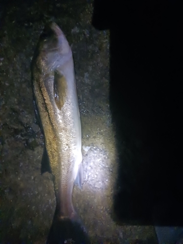 フッコ（マルスズキ）の釣果