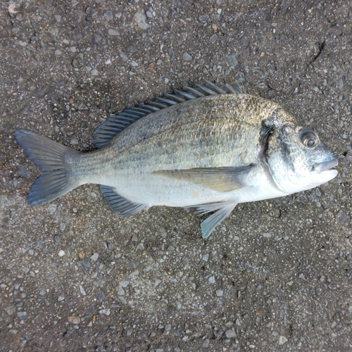 ミナミクロダイの釣果