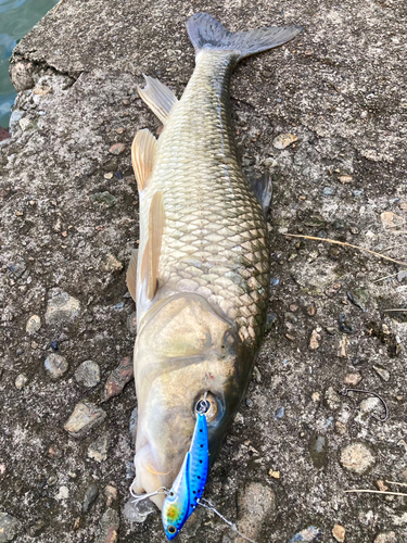 ニゴイの釣果