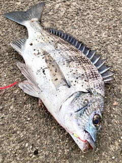 クロダイの釣果