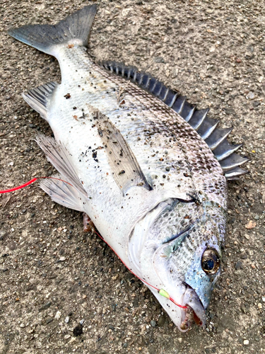 クロダイの釣果