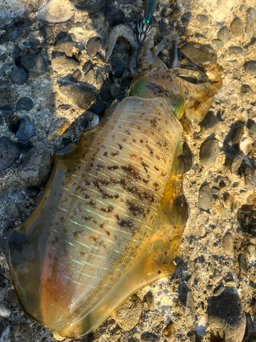 アオリイカの釣果