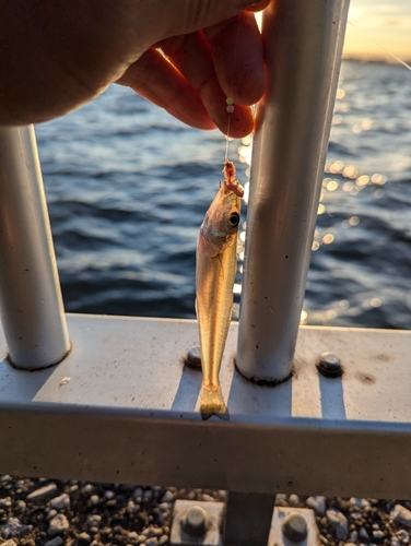 シロギスの釣果