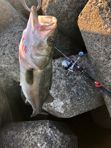 シーバスの釣果