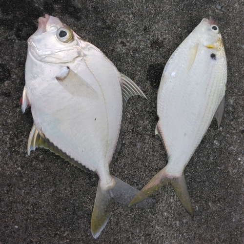 アシチンの釣果