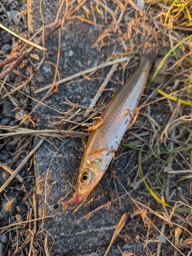 シロギスの釣果