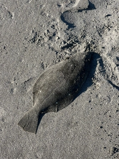 ヒラメの釣果