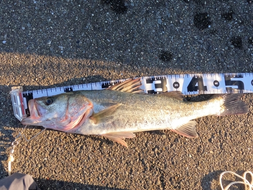 シーバスの釣果