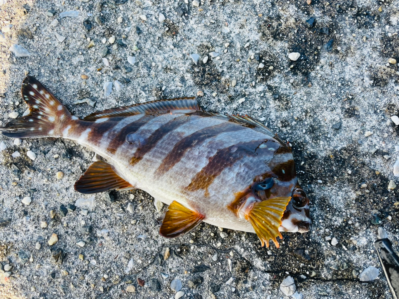 タカノハダイ