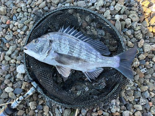 クロダイの釣果