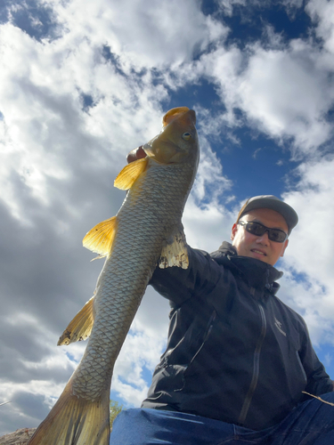 ニゴイの釣果