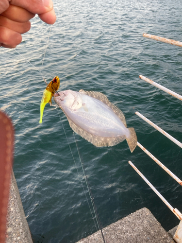 ヒラメの釣果