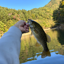 スモールマウスバス