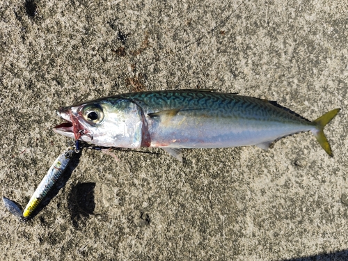 サバの釣果