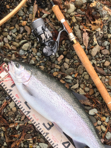 ニジマスの釣果