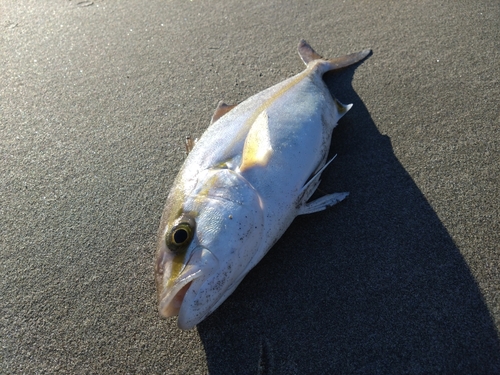 ショゴの釣果