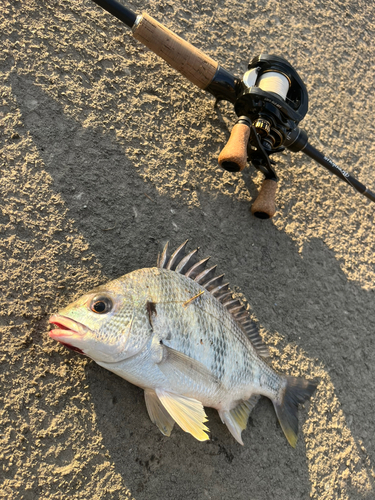 キビレの釣果