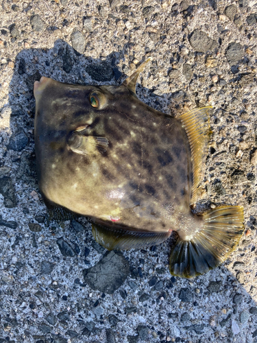 カワハギの釣果