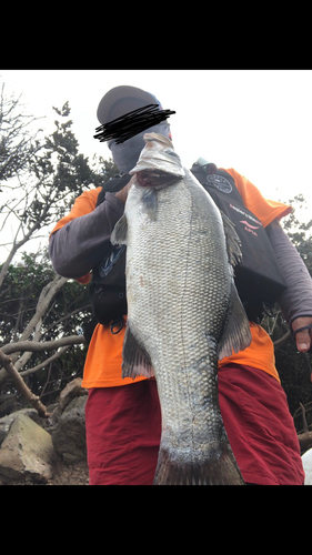 ヒラスズキの釣果