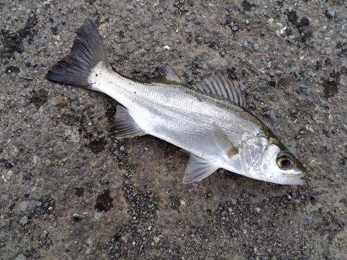 セイゴ（ヒラスズキ）の釣果