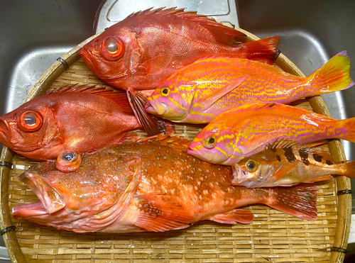 キントキダイの釣果