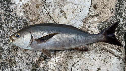 イサキの釣果