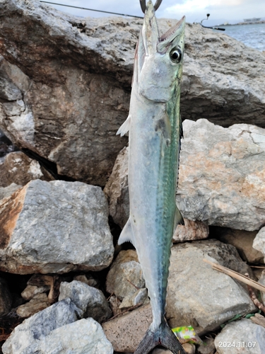 サゴシの釣果