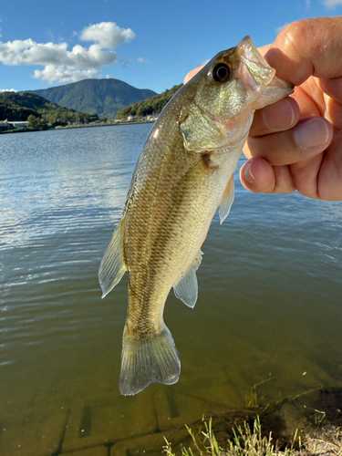 ラージマウスバスの釣果