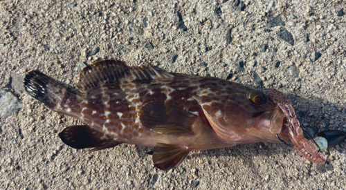 アコウの釣果