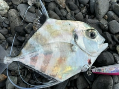 コバンアジの釣果