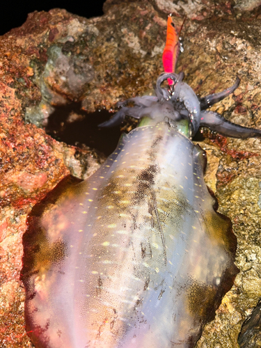 アオリイカの釣果