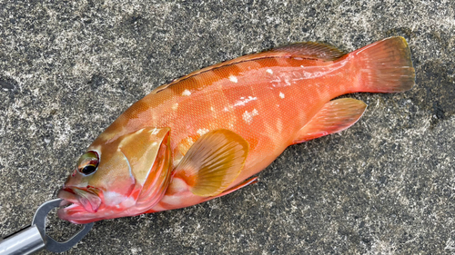 アカハタの釣果