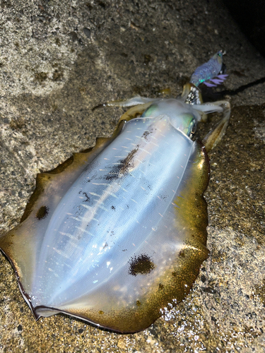 アオリイカの釣果