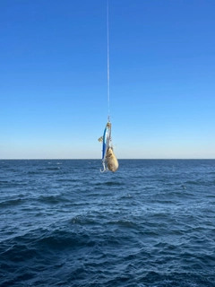 フグの釣果