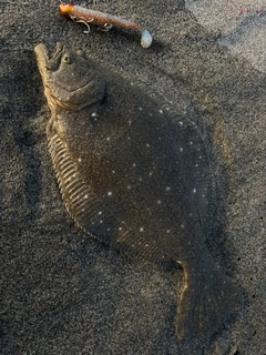 ソゲの釣果