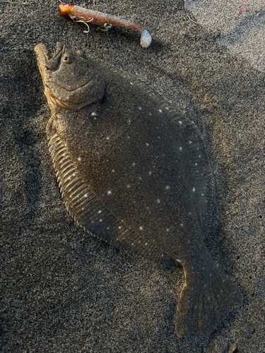 ソゲの釣果