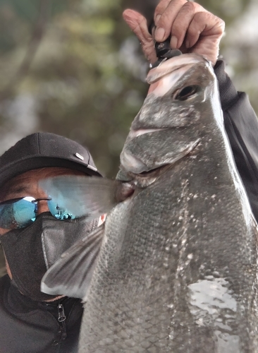 ヒラスズキの釣果