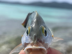 ヒメフエダイの釣果