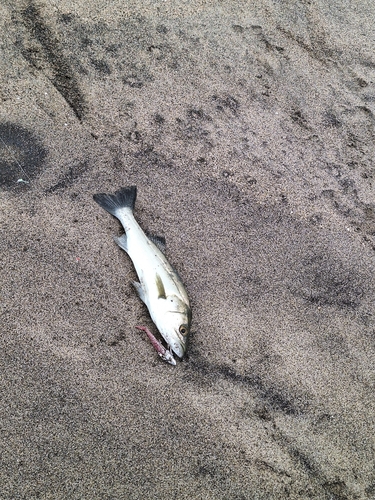 セッパ（マルスズキ）の釣果