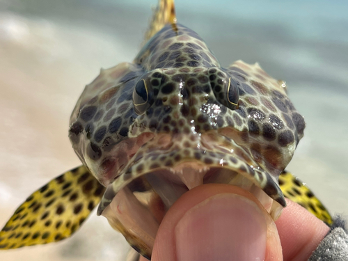 カンモンハタの釣果