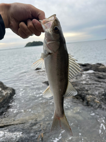 セイゴ（マルスズキ）の釣果