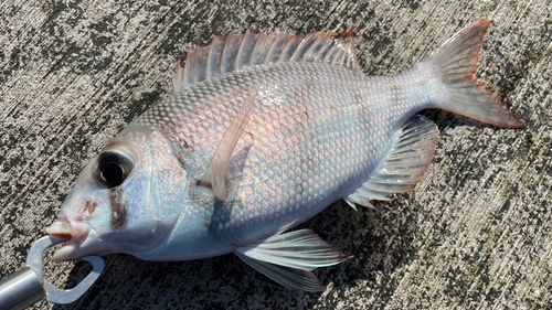 メイチダイの釣果