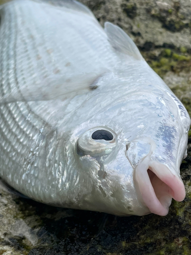 ツッパリサギの釣果