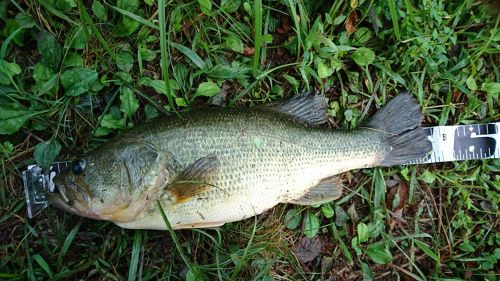 ブラックバスの釣果